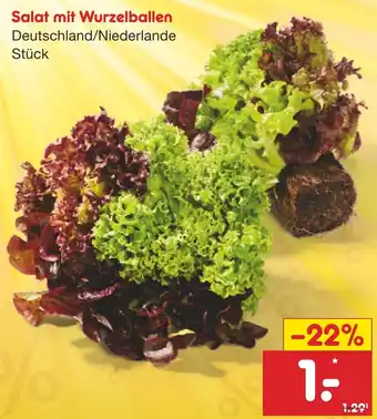 Netto Marken-Discount Salat mit Wurzelballen Angebot