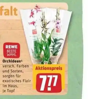 REWE Orchideen Angebot