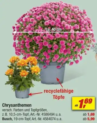 toom Baumarkt Chrysanthemen Angebot