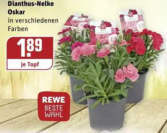 REWE Dianthus Nelke Oskar Angebot