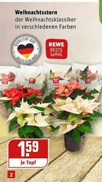 REWE Weihnachtsstern Angebot