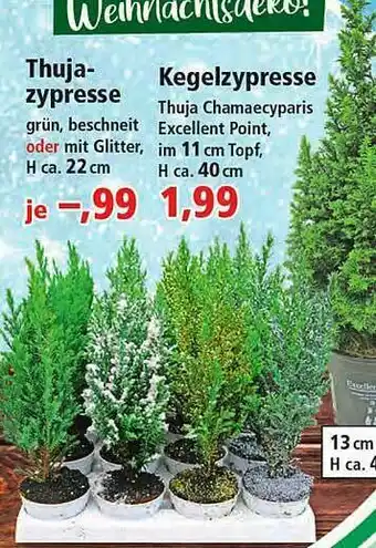 Thomas Philipps Thujazypresse Oder Kegelzypresse Angebot