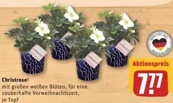 REWE Center Christrose1 je Topf Angebot