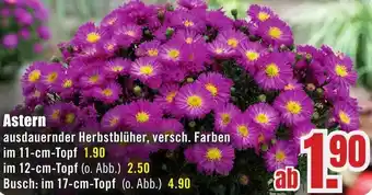 B1 Discount Baumarkt Astern Angebot