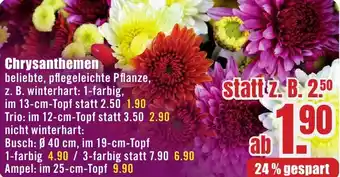 B1 Discount Baumarkt Chrysanthemen Angebot