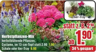 B1 Discount Baumarkt Herbstpflanzen-Mix Angebot