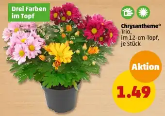 PENNY Chrysantheme Angebot