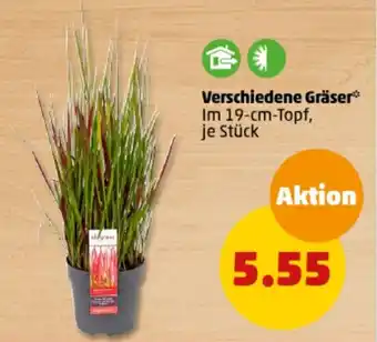 PENNY Verschiedene Gräser Angebot