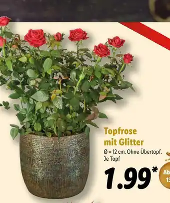 Lidl Topfrose mit glitter Angebot