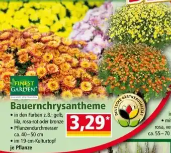 Norma Bauernchrysantheme Angebot