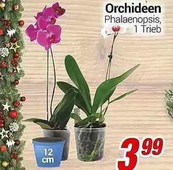 CENTERSHOP Orchideen Angebot