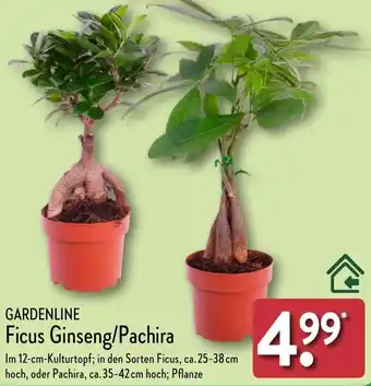 Aldi Nord GARDENLINE Ficus Ginseng/Pachira Angebot