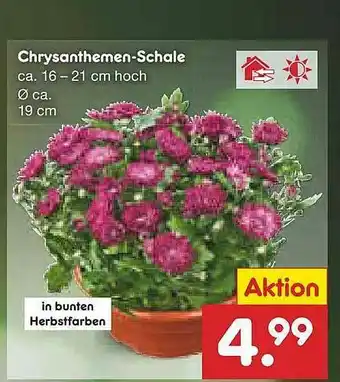 Netto Marken-Discount Chrysanthemen-schale Angebot