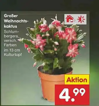 Netto Marken-Discount Großer Weihnachtskaktus Angebot