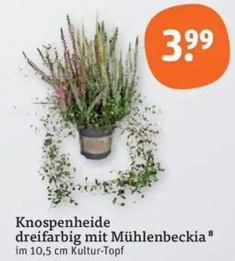 tegut Knospenheide dreifarbig mit Mühlenbeckia Angebot