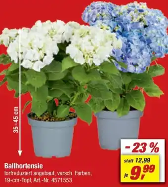 toom Baumarkt Ballhortensie Angebot