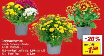 toom Baumarkt Chrysanthemen Angebot