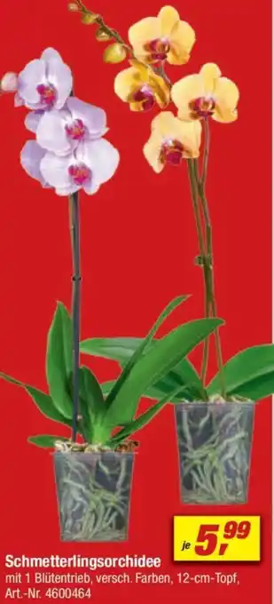 toom Baumarkt Schmetterlingsorchidee Angebot
