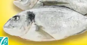 E-Center Ausgenommene Dorade Royale Angebot