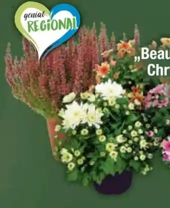 E-Center Calluna Beauty Lady Angebot