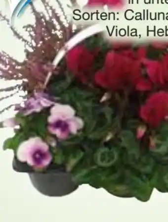 Edeka Heidegarten Angebot