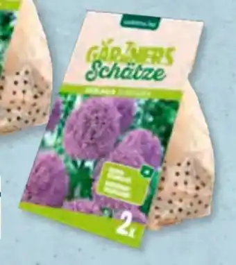 Aldi Süd Allium-Zierlauch-Mix Angebot