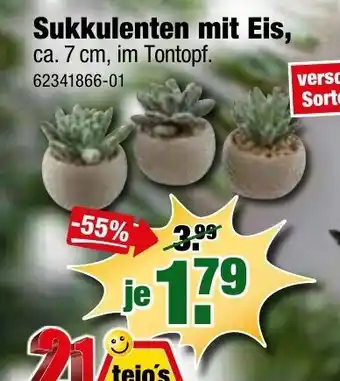 SB Lagerkauf Sukkulenten mit Eis Angebot