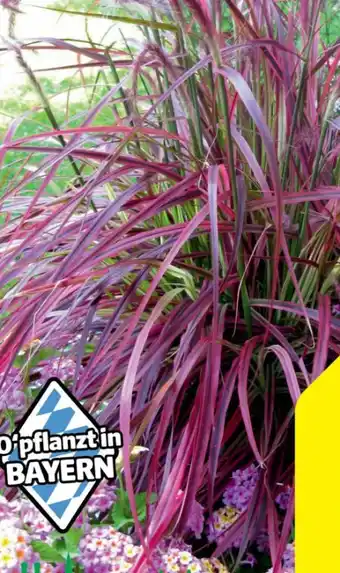 Hagebau Lampenputzergras Pennisetum setaceum Rubrum Angebot
