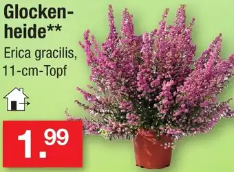 Zimmermann Glockenheide Angebot