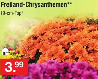 Zimmermann Freiland-Chrysanthemen Angebot