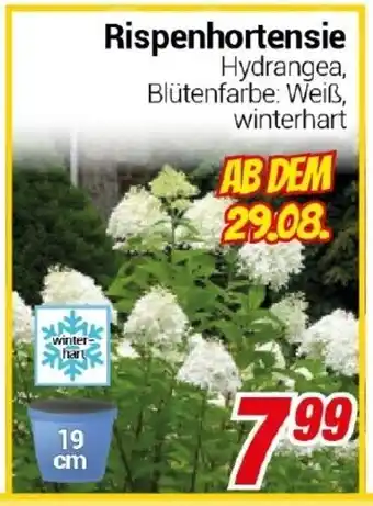 CENTERSHOP Rispenhortensie Angebot
