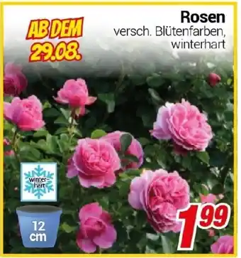 CENTERSHOP Rosen Angebot