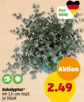 PENNY Eukalyptus Angebot