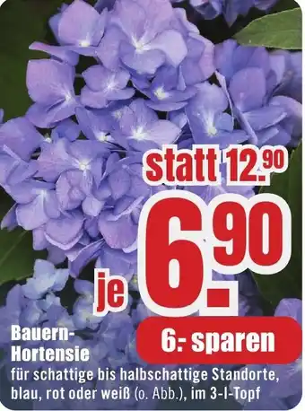 B1 Discount Baumarkt Bauern Hortensie Angebot