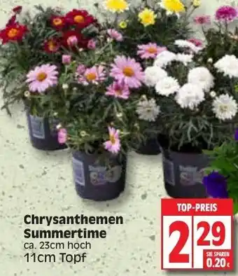 Edeka Chrysanthemen Summertime Angebot