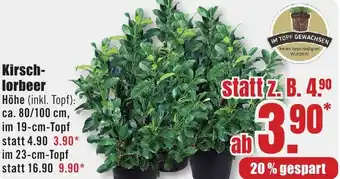 B1 Discount Baumarkt Kirschlorbeer Angebot