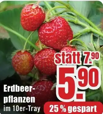 B1 Discount Baumarkt Erdbeerpflanzen Angebot