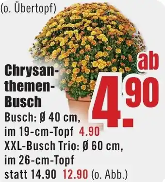 B1 Discount Baumarkt Chrysanthemen Busch Angebot