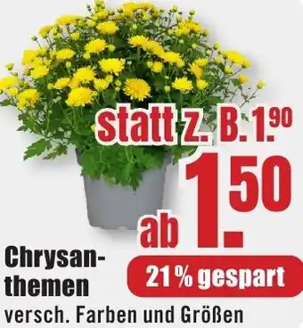 B1 Discount Baumarkt Chrysanthemen Angebot