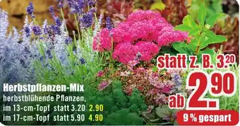 B1 Discount Baumarkt Herbstpflanzen-Mix Angebot