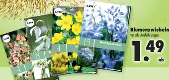 Mäc Geiz Blumenzwiebeln Angebot