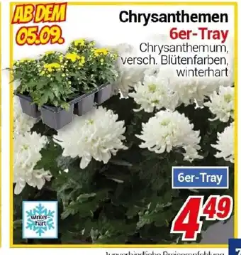 CENTERSHOP Chrysanthemen 6er-Tray Angebot