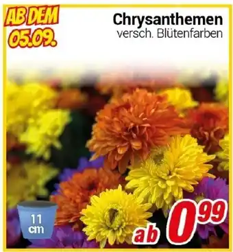 CENTERSHOP Chrysanthemen Angebot