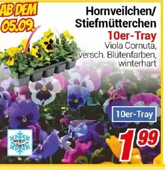 CENTERSHOP Hornveilchen/ Stiefmütterchen 10er-Tray Angebot