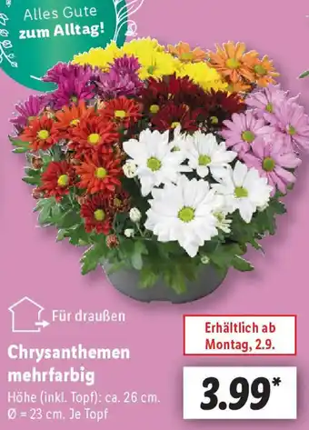 Lidl Chrysanthemen mehrfarbig Angebot