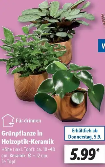 Lidl Grünpflanze in Holzoptik-Keramik Angebot