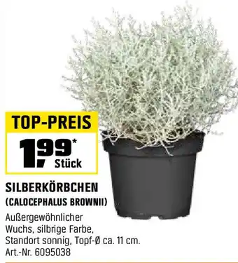 OBI Silberkörbchen (calocephalus brownii) Angebot