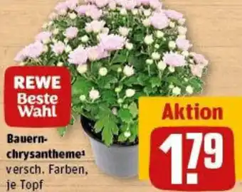 REWE Bauernchrysantheme Angebot