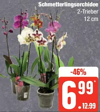 Edeka Schmetterlingsorchidee Angebot