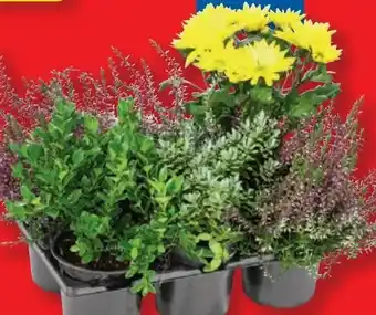 Lidl Herbstpflanzenmix Angebot